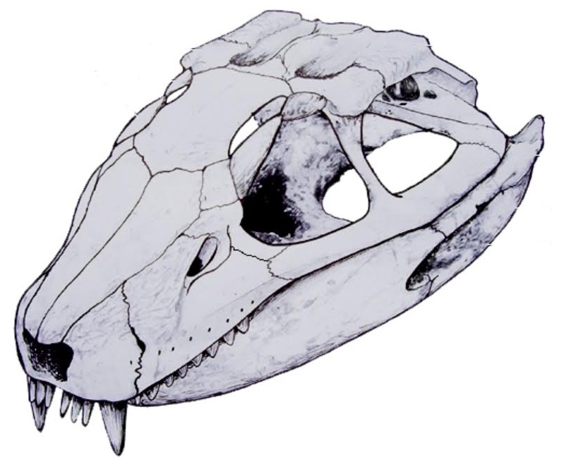 Llanosuchus tamaensis, el cocodrilo herbívoro- FAPESP