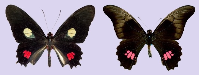 Mariposas Heraclides anchisiades capys y Parides anchises nephalion- Fapesp