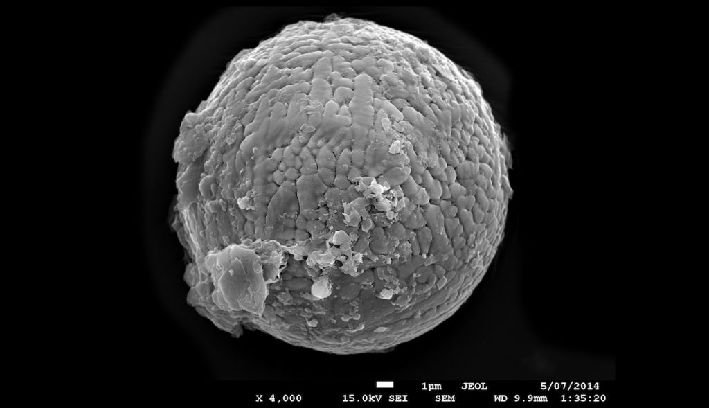Micrometeorito extraido de un antiguo lago en Pilbara, Australia- Andrew Tomkins