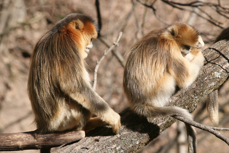 Monos de nariz chata- Bin Yang et al, Current Biology