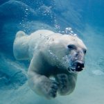 Los osos polares deben nadar más por el deshielo del Ártico