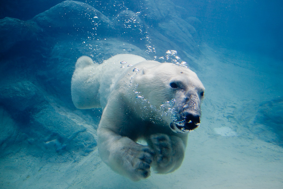 Oso polar nadando en el zoo de Asheboro (EE UU)- John c