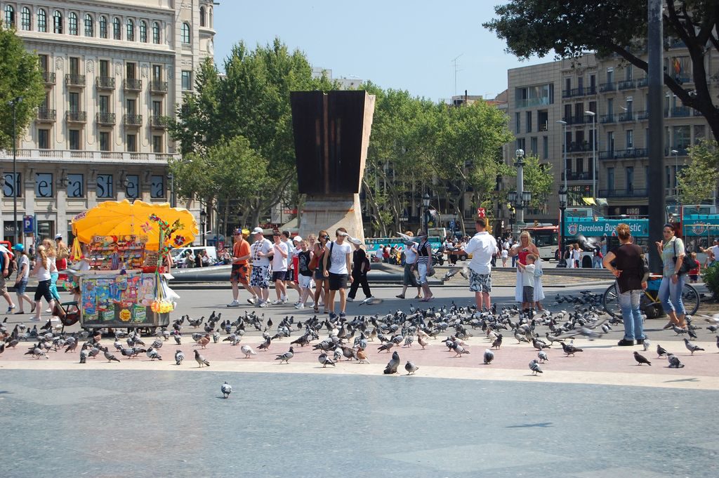 Palomas en la Plaza Cataluña de Barcelona- James Bilbrey
