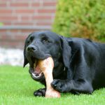 ¿Porqué los perro labrador sólo piensan en comer?