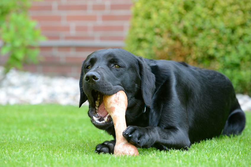 Perro labrador negro con su hueso- Fotolia