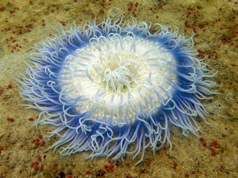 Anemona de mar Macrodactyla doreensis- Chaloklum Diving