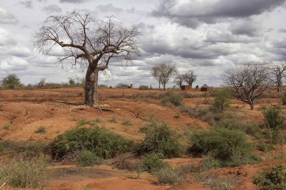 Árbol baobab en un paisaje degradado y árido en la provincia Oriental de Kenya- Foto: Flore de Preneuf, Banco Mundial