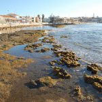 Describen un nuevo molusco que crea microarrecifes en el Mediterráneo