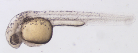 Embrión de pez cebra (Danio rerio)