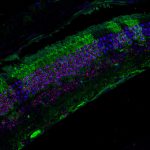 Crean ratones con telómeros hiperlargos sin alterar los genes