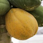 Kanput y Chakput, nuevas variedades de papaya en México