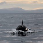 Reconstruyen la historia evolutiva y demográfica de las orcas
