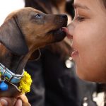 La amistad entre perros y humanos nació en dos continentes y de forma independiente