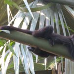 Al rescate de los primates mexicanos