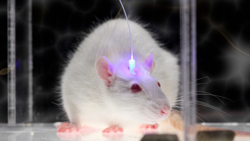 Rata en un laboratorio de optogenética- MIT