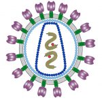 Retrovirus endógenos: virus escondidos en tu material genético
