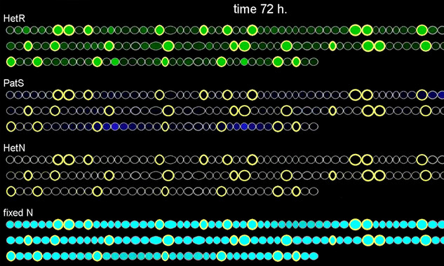 Simulación por computadora de la evolución temporal de un filamento de cianobacterias- UC3M
