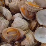 Los cánceres contagiosos se propagan entre especies de moluscos
