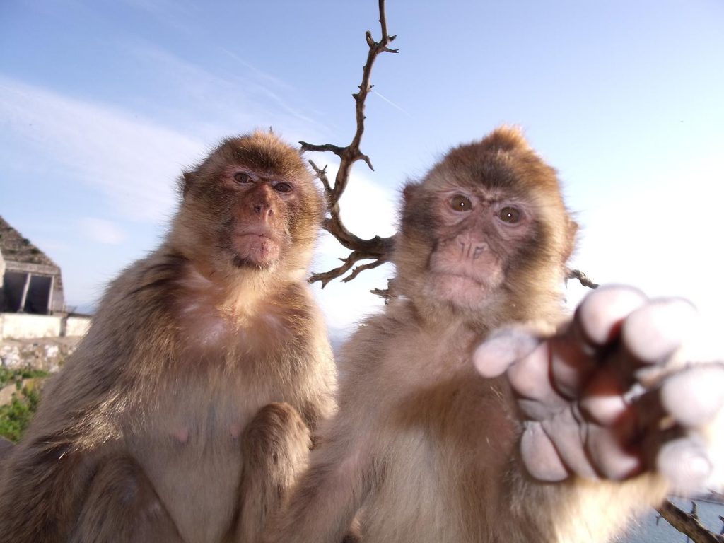 Los monos Berbería más jóvenes, también conocidos como macacos de Gibraltar, se encargan de mantener integrados a los miembros ancianos del grupo