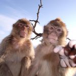 Los monos de Gibraltar reducen su círculo de amigos cuando envejecen