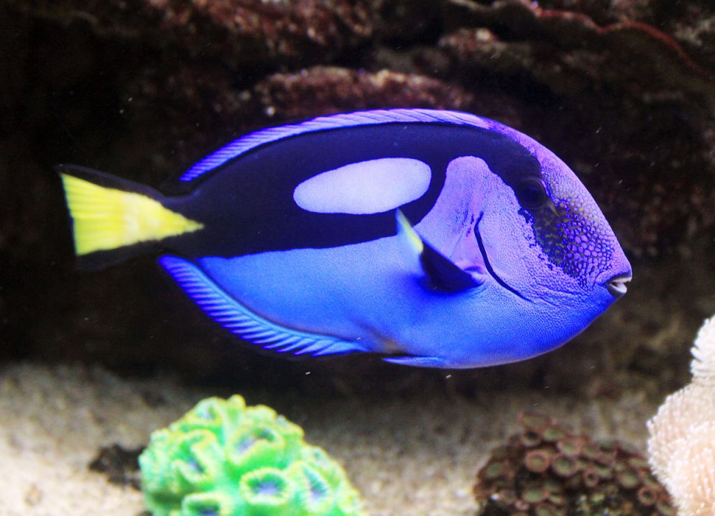 Cada año se capturan de los arrecifes de coral unos 400.000 peces cirujano azul, encarnados por Dory en Buscando a Nemo y la secuela Buscando a Dory. / Wikipedia