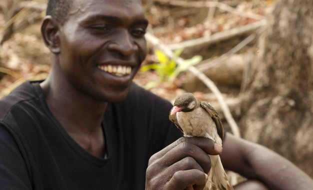 El cazador de miel Orlando Yassene sostiene en su mano a un pájaro guía macho, capturado de manera temporal para el estudio realizado en la Reserva Nacional Niassa en Mozambique. / Claire Spottiswoode