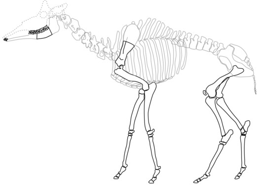 Huesos recuperados del esqueleto de Decennatherium pachecoi. / MNCN