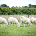 Estos cuatro clones de Dolly crecen como ovejas sanas y fuertes