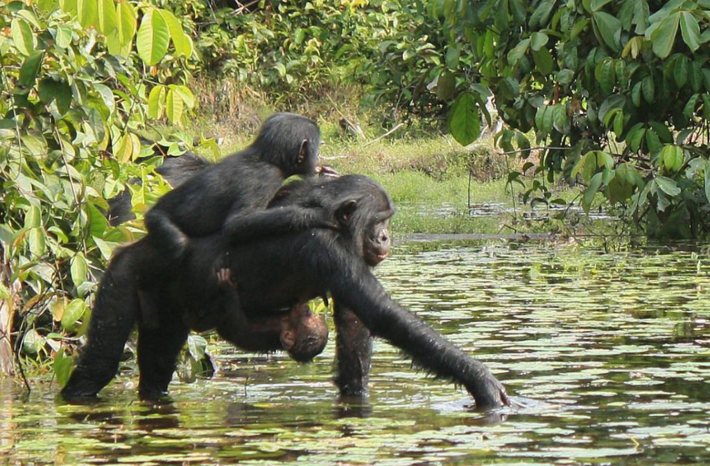 Una hembra de bonobo carga con sus crías. / Douglas/LKBP