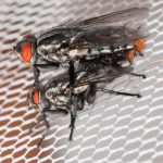 Unas moscas parásitas se ‘enamoran’ con el canto de las chicharras