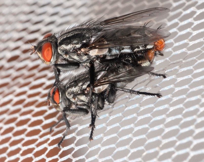 Machos y hembras de la mosca Emblemasoma erro son atraídos por los sonidos que emite la cigarra Neotibicen dorsatus para reproducirse- Entomological Society of America