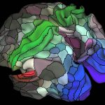 Un nuevo mapa registra áreas desconocidas de la corteza cerebral