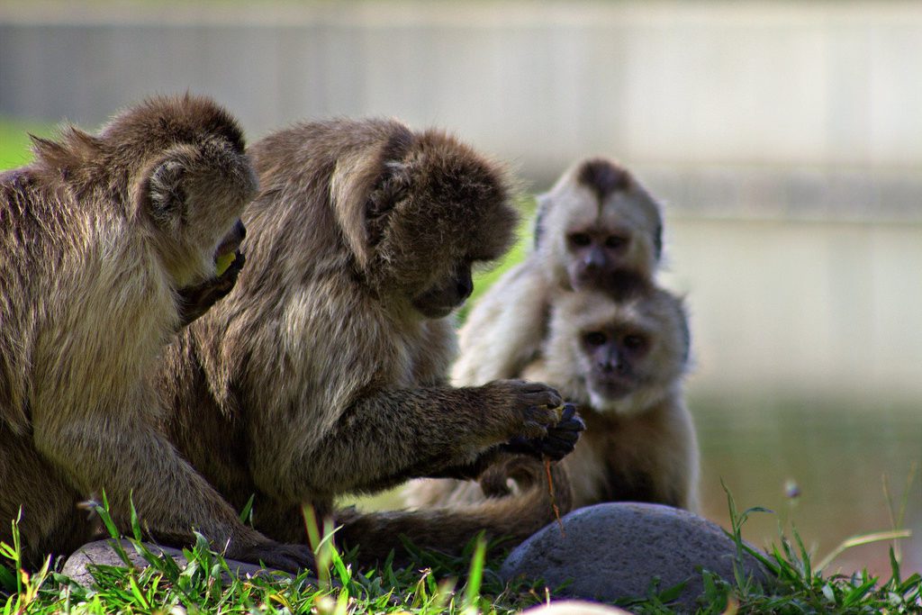 Monos capuchinos- Fernando Flores