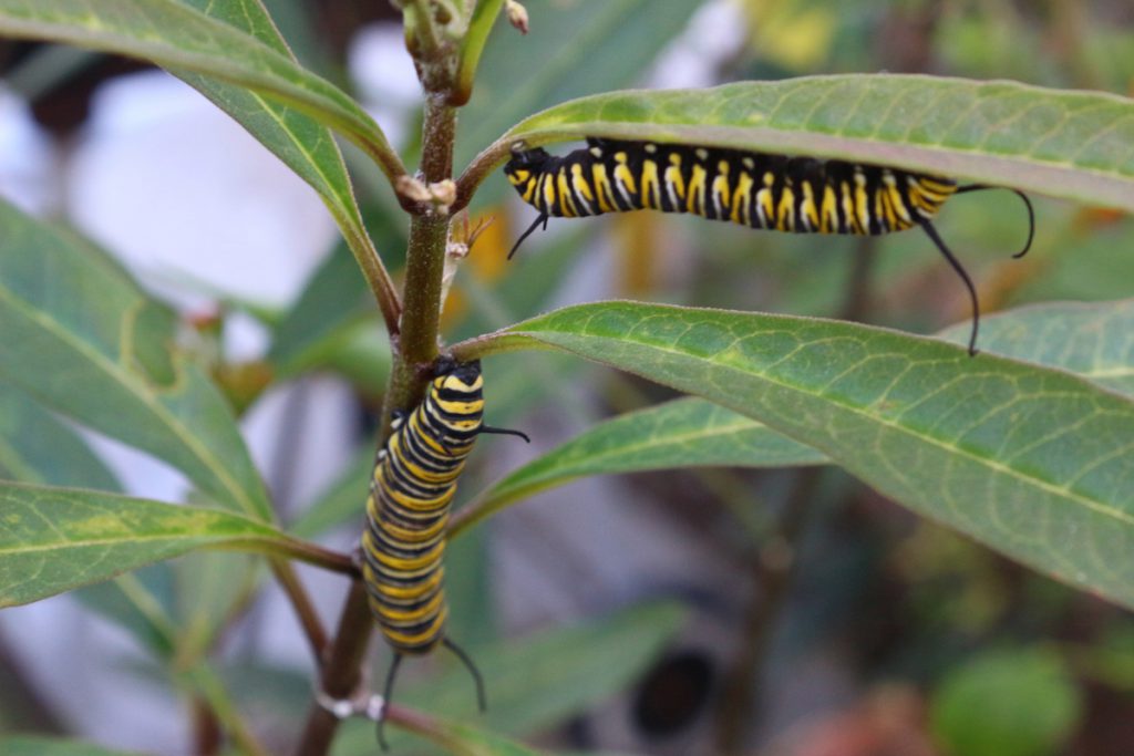Algodoncillo y Larvas de mariposa Monarca
