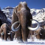 ¿Cuál es el proceso para restaurar una osamenta de mamut?