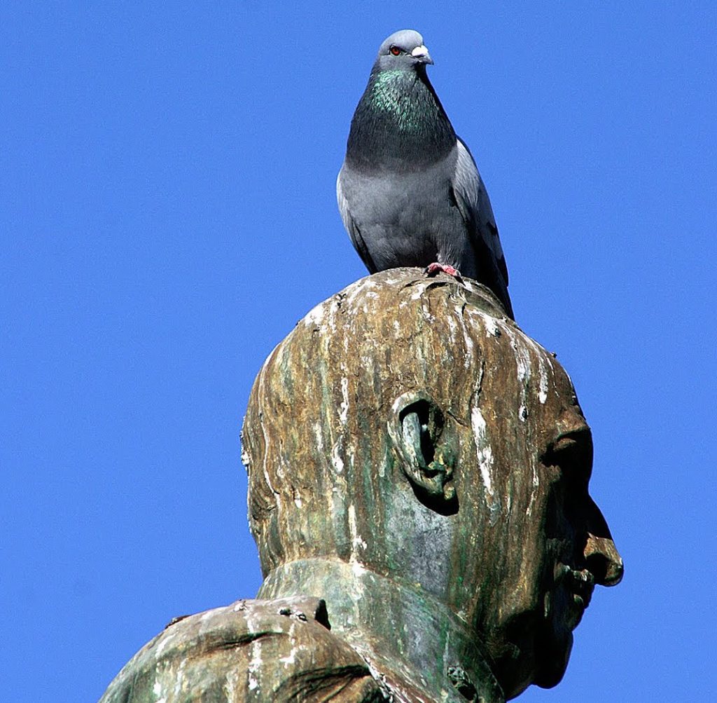 Paloma en monumento a Miguel Primo de Rivera