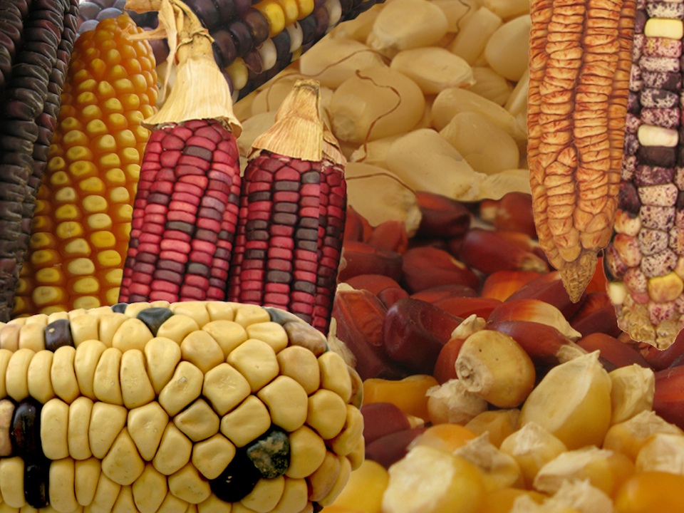 Variedades de maíz. Arturo Orta y Natalia Rentería, AMC