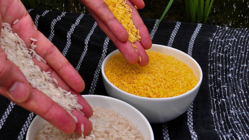 Arroz blanco y arroz dorado