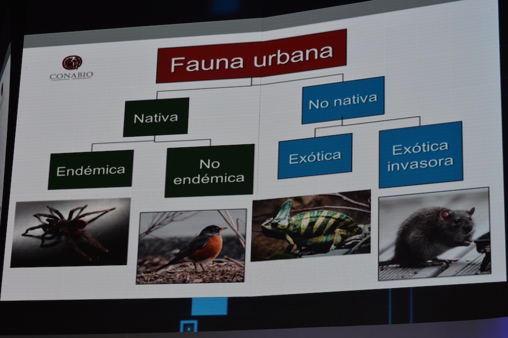 Clasificación de la fauna urbana en la Ciudad de México