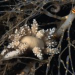 A 277 metros de profundidad, en las aguas del Antártico, descubren un nuevo invertebrado marino