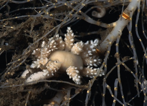 Doto carinova, nueva especie de invertebrado marino- Manuel Ballesteros UB-IRBio