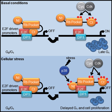 Resumen visual de la investigación. RB es fosforilada y inactivada por CDK. Gubern et al. demuestran que la fosforilación del extremo N-terminal de RB por parte de p38 ante estrés restringe la actividad transcripcional de E2F, mejorando la supervivencia celular. Esta fosforilación o las mutaciones que la imitan hacen que RB anule la inactivación de CDK y que sea capaz de bloquear proliferación de las células cancerosas. / DCEXS-UPF