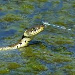 Mitos en la ciencia…Historias y secretos de las serpientes