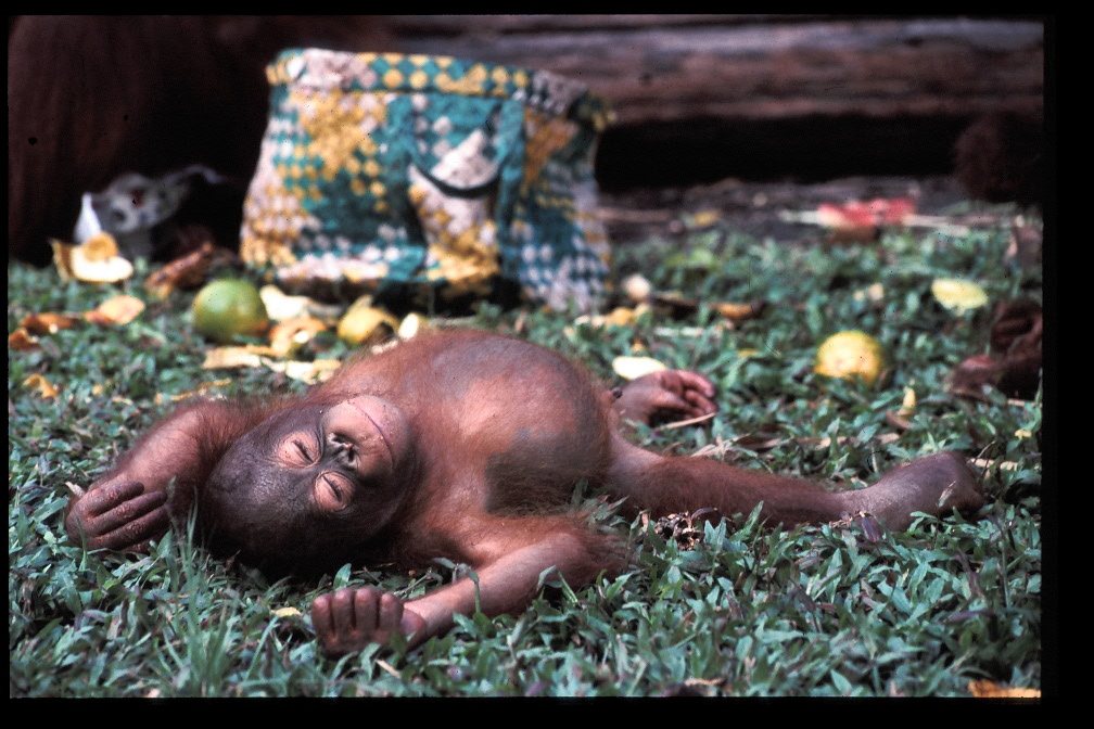 Ejemplar joven de orangután de Borneo (Pongo pygmaeus) clasificado en la categoría ‘en peligro crítico’ / Wikipedia