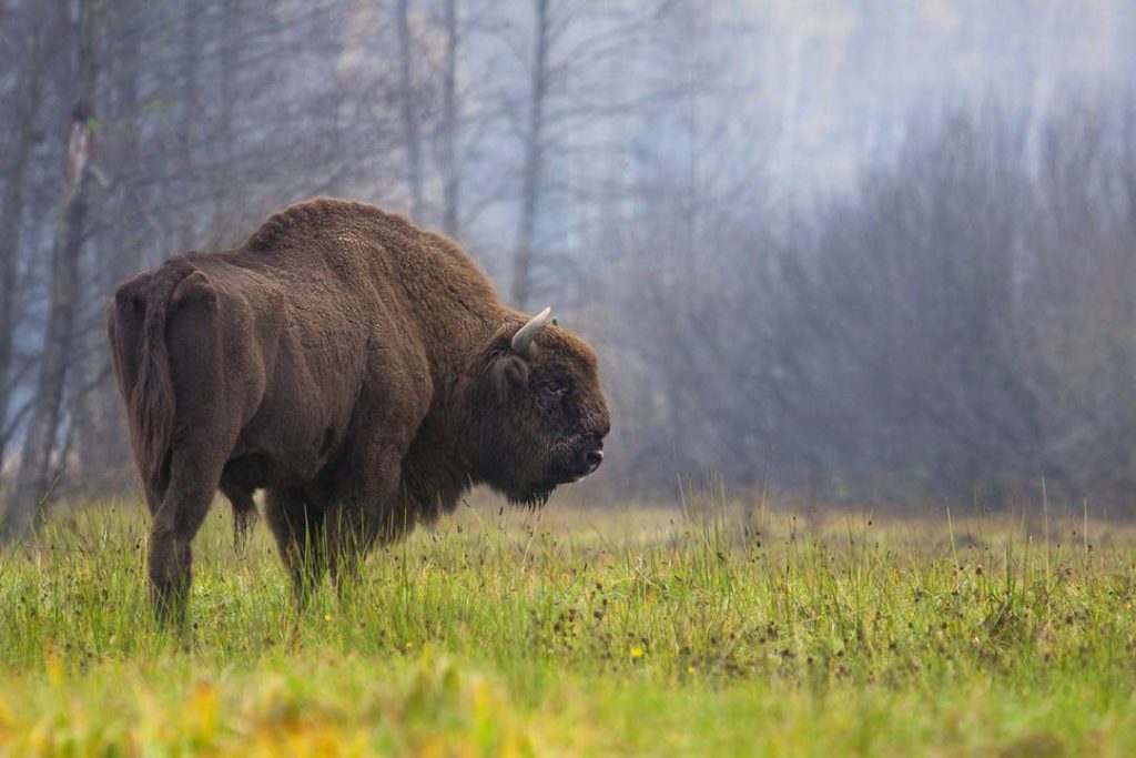 Un bisonte europeo moderno en los bosques de Białowieża en Polonia. / Rafał Kowalczyk