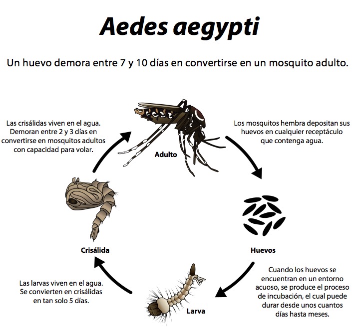 Ciclo de vida del mosquito Aedes aegypti- OMS