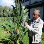 Generan variedades de maíz resistentes a la sequía