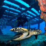 Barcos Hundidos: La casa de los arrecifes
