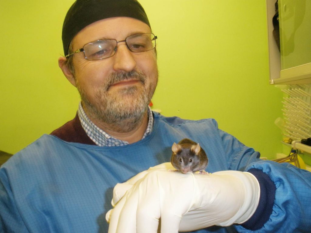 Un investigador de la Universidad de Córdoba muestra un ratón de experimentación empleado en el estudio de los efectos de la restricción calórica en el organismo. / UCO