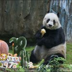 Jia Jia, fue el oso panda que más ha vivido hasta ahora. El equivalente a 114 años de un humano